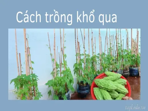 Cách trồng khổ qua tại nhà cho quả sai, ít sâu bệnh