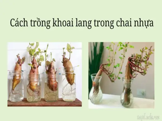 Cách trồng khoai lang đúng thời vụ để đạt năng suất cao