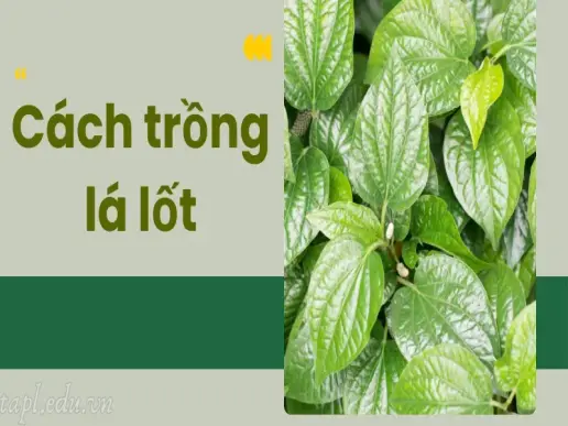 Cách trồng lá lốt cho lá xanh tốt và phát triển mạnh