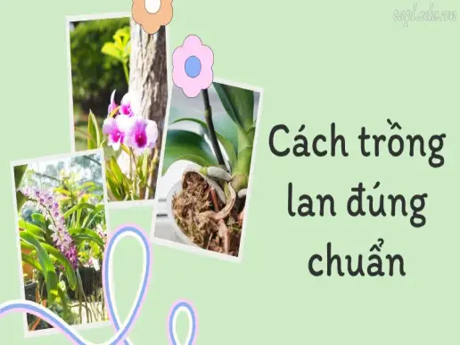 Cách trồng lan tại nhà đúng chuẩn cho người mới bắt đầu