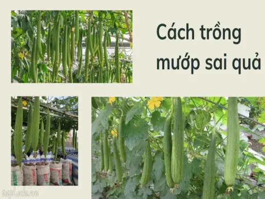 Cách trồng mướp cho năng suất cao, không lo sâu bệnh