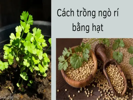 Cách trồng ngò rí phát triển nhanh và thu hoạch quanh năm