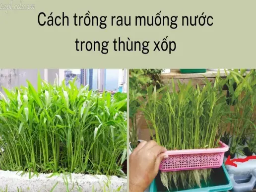 Cách trồng rau muống nước đơn giản, nhanh thu hoạch