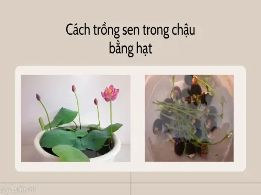 Cách trồng sen trong chậu đơn giản, cho hoa nở quanh năm