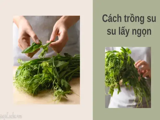 Cách trồng su su xanh tốt, cho quả sai trĩu tại nhà