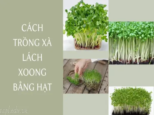 Cách trồng xà lách xoong nhanh nảy mầm hiệu quả