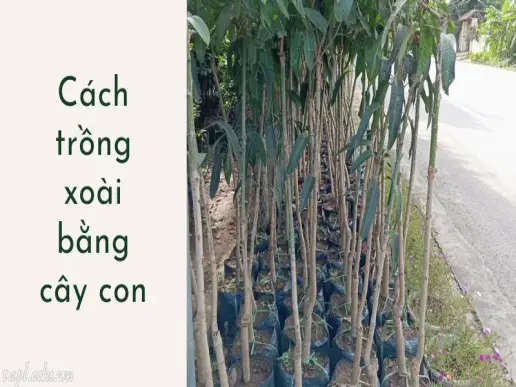 Cách trồng xoài đúng kỹ thuật cho cây nhanh lớn, quả to và ngọt