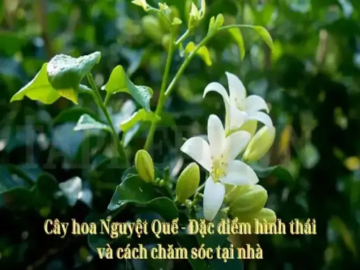 Cây hoa Nguyệt Quế - Đặc điểm hình thái và cách chăm sóc tại nhà