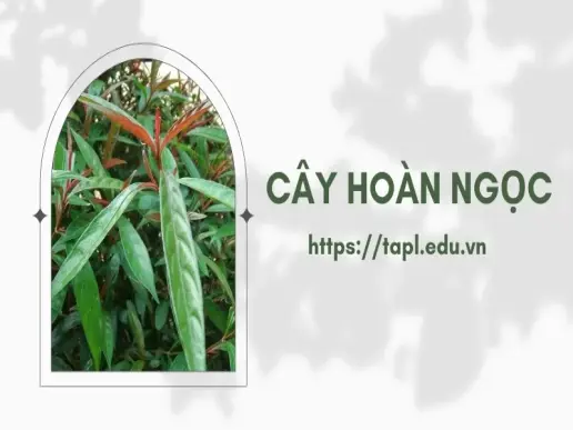 Tìm hiểu cây hoàn ngọc - Thực phẩm bổ dưỡng cho sức khỏe