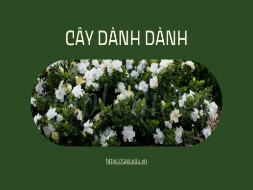 Dành dành - Thảo dược quý giúp thanh nhiệt giải độc