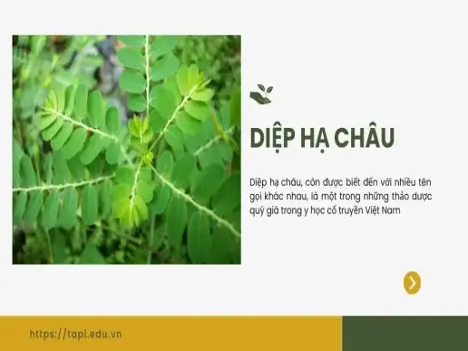 Tìm hiểu về diệp hạ châu - Tác dụng và lợi ích cho sức khỏe