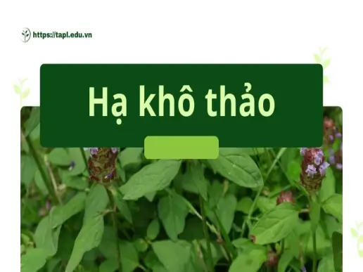 Những bài thuốc từ hạ khô thảo hiệu quả trong y học cổ truyền