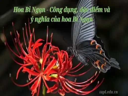 Hoa Bỉ Ngạn - Công dụng, đặc điểm và ý nghĩa của hoa Bỉ Ngạn