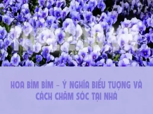 Hoa Bìm Bìm – Ý nghĩa biểu tượng và cách chăm sóc tại nhà