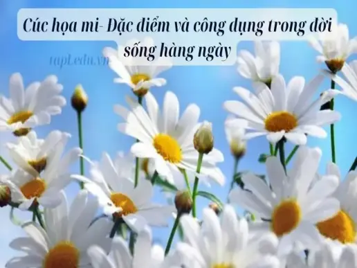 Cúc họa mi- Đặc điểm và công dụng trong đời sống hàng ngày