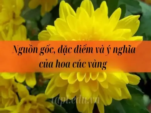 Nguồn gốc, đặc điểm và ý nghĩa của hoa cúc vàng