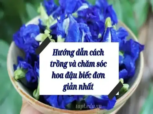 Hướng dẫn cách trồng và chăm sóc hoa đậu biếc đơn giản nhất