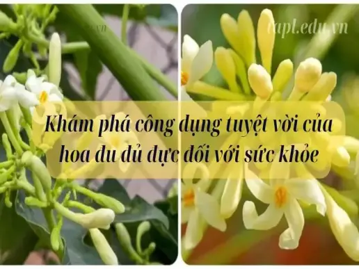 Khám phá công dụng tuyệt vời của hoa đu đủ đực đối với sức khỏe