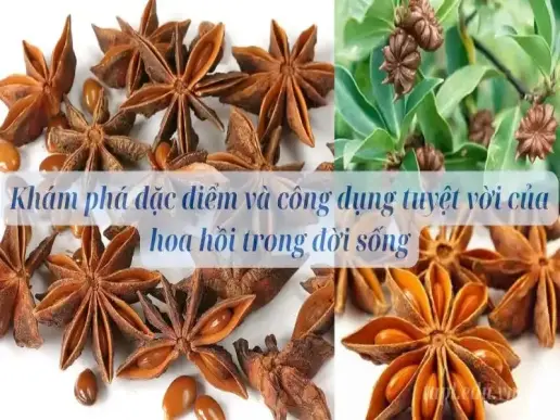 Khám phá đặc điểm và công dụng tuyệt vời của hoa hồi trong đời sống