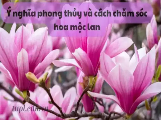 Ý nghĩa phong thủy và cách chăm sóc hoa Mộc Lan