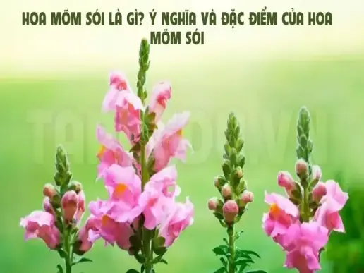 Hoa mõm sói là gì? Ý nghĩa và đặc điểm của hoa Mõm Sói