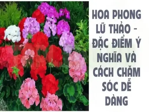 Hoa Phong Lữ Thảo - Đặc điểm ý nghĩa và cách chăm sóc dễ dàng