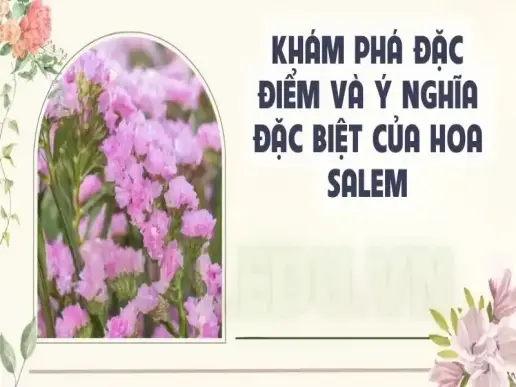 Khám phá đặc điểm và ý nghĩa đặc biệt của hoa Salem