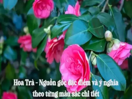 Hoa Trà - Nguồn gốc đặc điểm và ý nghĩa theo từng màu sắc chi tiết