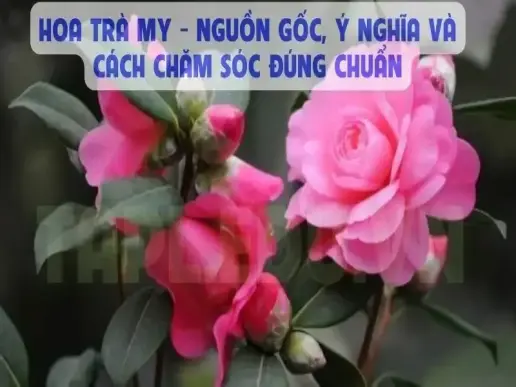 Hoa Trà My - Nguồn gốc, ý nghĩa và cách chăm sóc đúng chuẩn