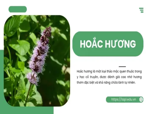 Hoắc hương là gì? Công dụng và cách dùng tinh dầu hoắc hương