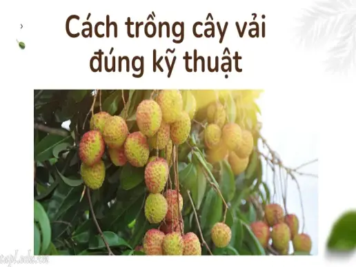 Cách trồng cây vải đúng kỹ thuật cho năng suất cao