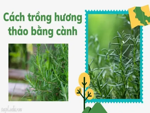 Cách trồng hương thảo đúng kỹ thuật cho cây luôn xanh tốt