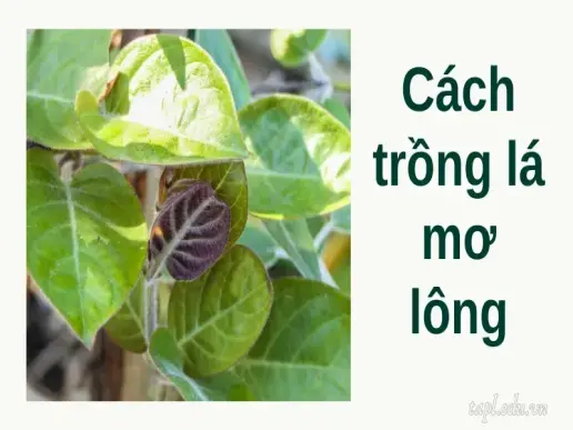 Cách trồng lá mơ lông đơn giản, đúng cách cho cây tươi tốt