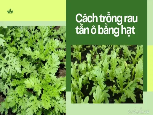 Cách trồng rau tần ô (cải cúc) đơn giản cho lá xanh non