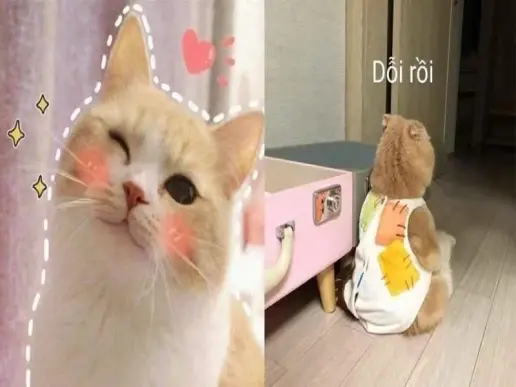 Ảnh cute meme: Cười tươi cùng bộ sưu tập hình ảnh siêu dễ thương