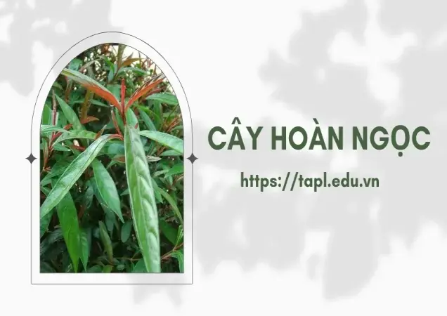 Tìm hiểu cây hoàn ngọc - Thực phẩm bổ dưỡng cho sức khỏe