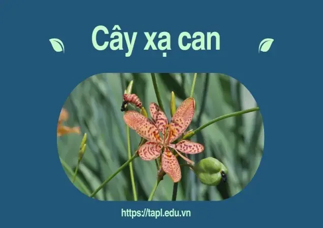 Các bài thuốc dân gian từ cây xạ can mà bạn nên biết