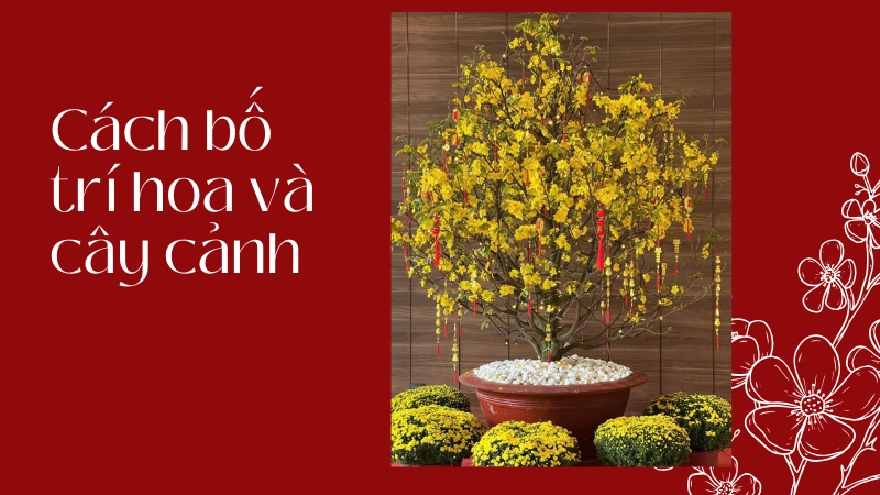 Cành mai vàng trang trí tết mang lại sự may mắn và thịnh vượng