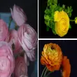 Khám phá hình nền hoa mao lương đẹp mê hoặc cho màn hình