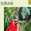 Cách trồng dưa hấu đúng kỹ thuật để mùa nào cũng ngon