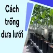 Cách trồng dưa lưới chuẩn kỹ thuật cho người mới bắt đầu