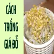 Cách trồng giá đỗ siêu sạch tại nhà chỉ mất vài ngày