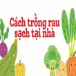 Cách trồng rau sạch tại nhà siêu tiết kiệm cho người bận rộn