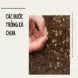 Hướng dẫn trồng cà chua tại nhà dễ chăm, sai quả, năng suất cao