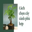 Hướng dẫn trồng cây cảnh tại nhà đơn giản cho người mới