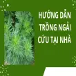 Trồng ngải cứu tại nhà- Bí quyết cây xanh tốt quanh năm