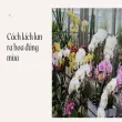 Bí quyết kích hoa lan nở đúng mùa với bông to rực rỡ