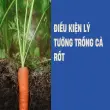 Bí quyết trồng cà rốt củ to đều và giòn ngọt tại nhà