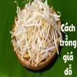 Cách trồng giá đỗ thân to rễ ngắn cực dễ làm ngay nhà