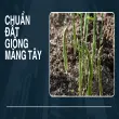 Trải nghiệm trồng măng tây- Thu lời lớn từ rau hoàng đế